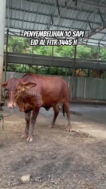 Penyembelihan-10-Sapi-Eid-Al-Fitr-1445-H